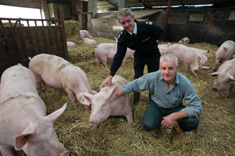 Health & Welfare - SCOTTISH PIG PRODUCERS